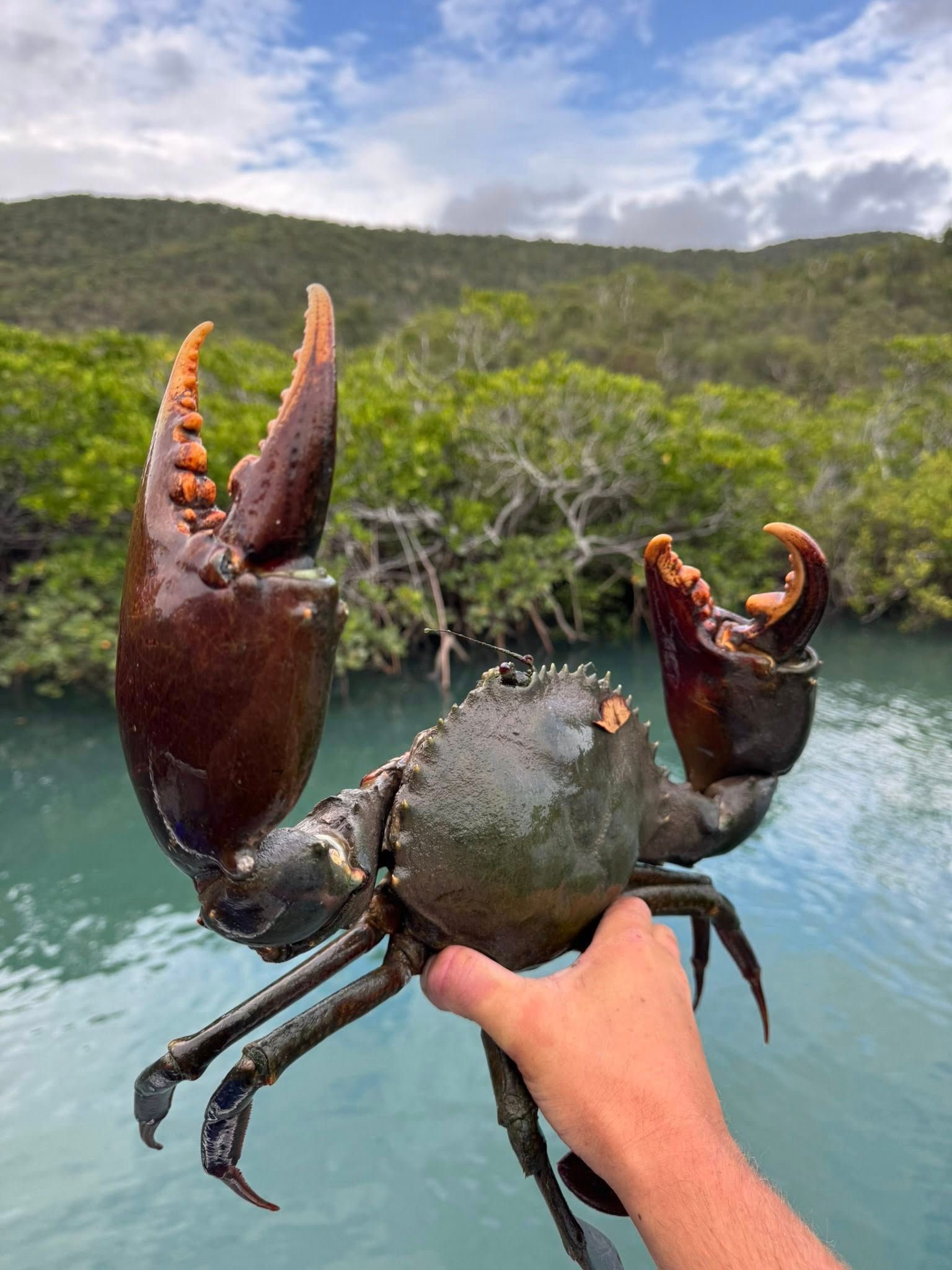 A person holds a large mud crab by its shell over a body of water with mangroves in the background.