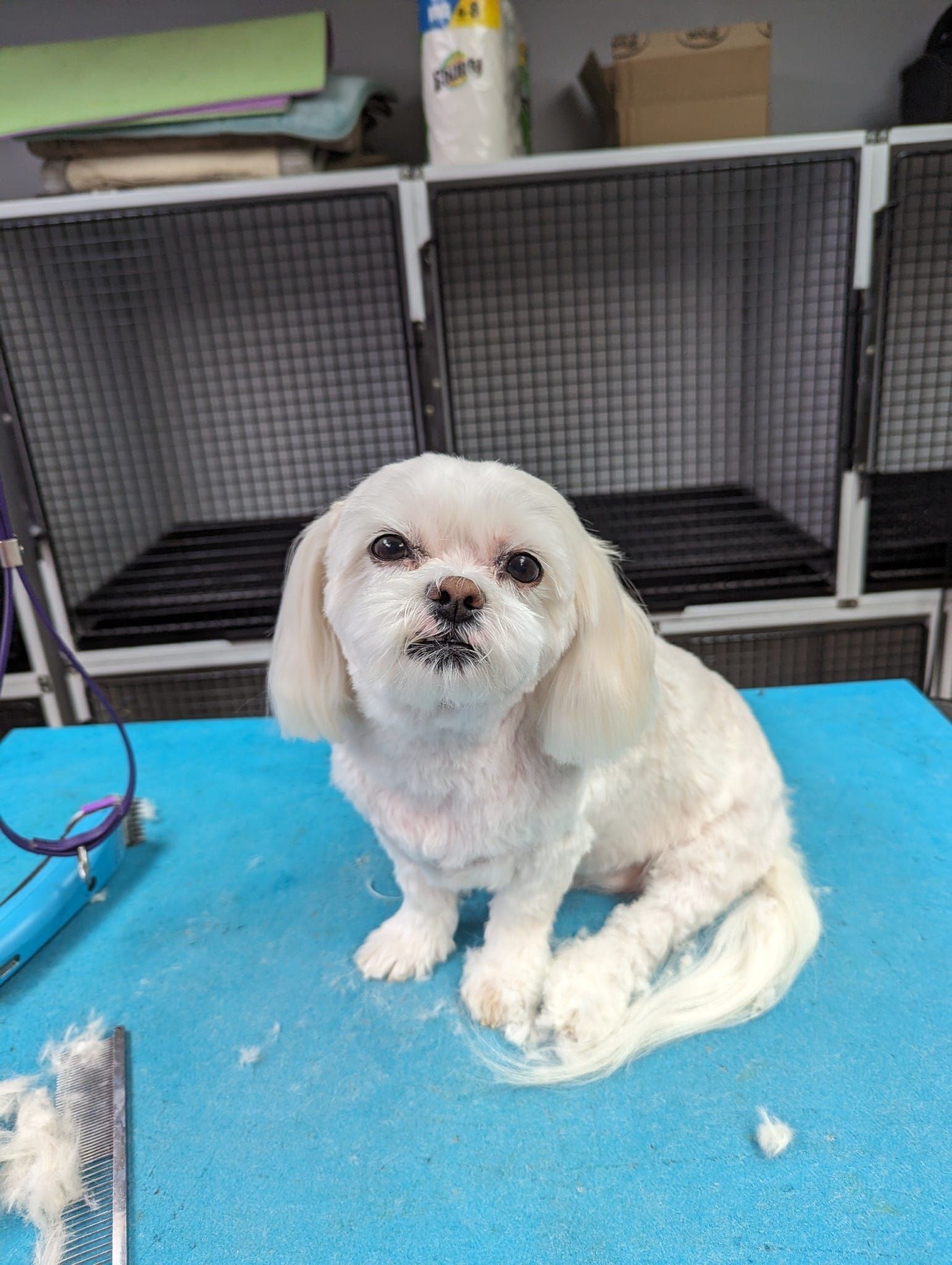 A small white dog is sitting on a blue table.