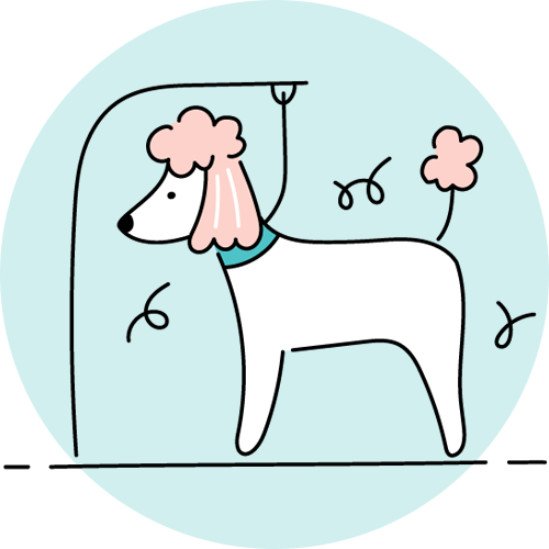 A cartoon illustration of a poodle getting its hair cut.