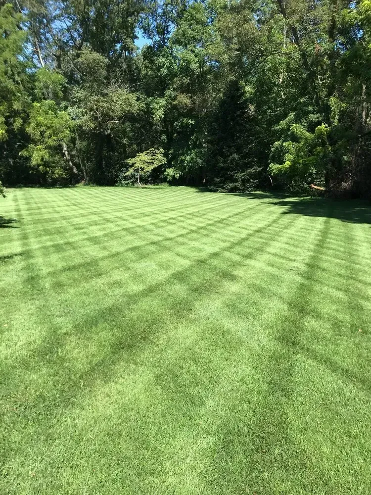 A lush green lawn with a cross-hatch mowing pattern, framed by a dense background of trees under a clear blue sky.
