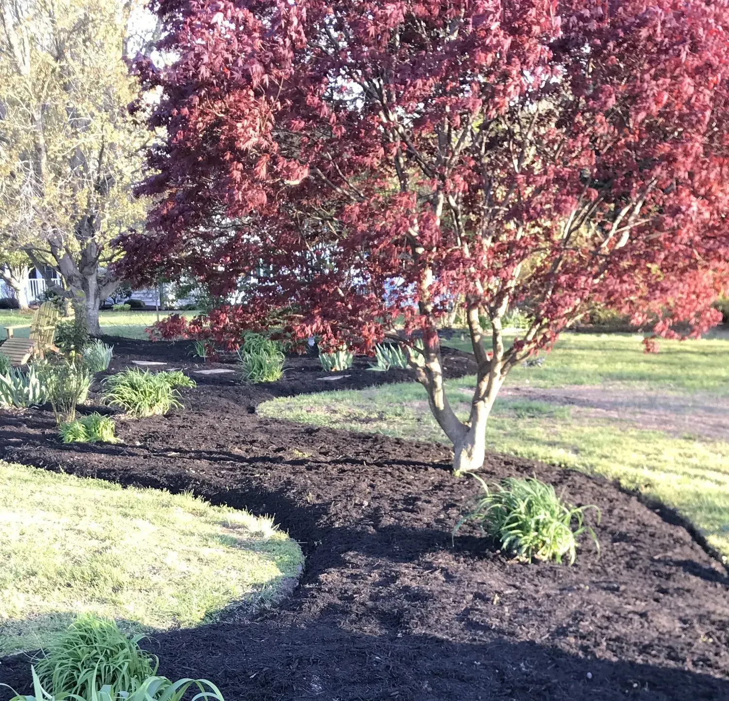 A large Japanese maple tree with deep red leaves stands in a yard next to a long, curved garden bed filled with dark mulch.