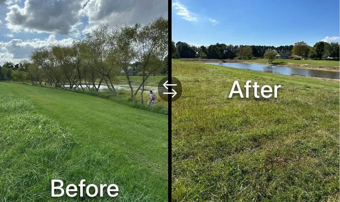 A side-by-side comparison of a field before and after tree clearing, showing improved visibility of the river.