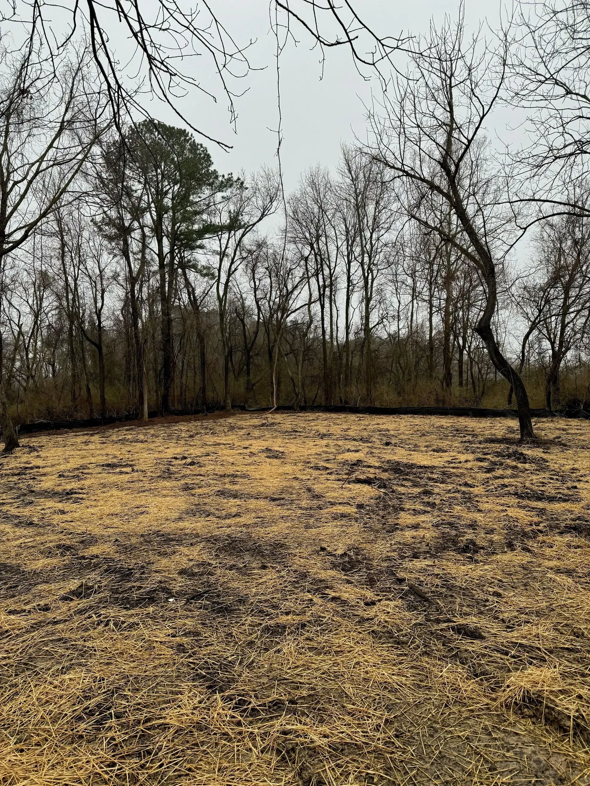 An open, burnt field with dry, yellow grass and dark patches of ash, set against a backdrop of bare, leafless trees.