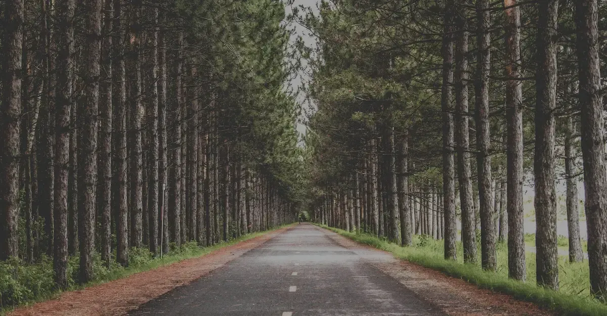 A road lined with pine trees going through a forest.