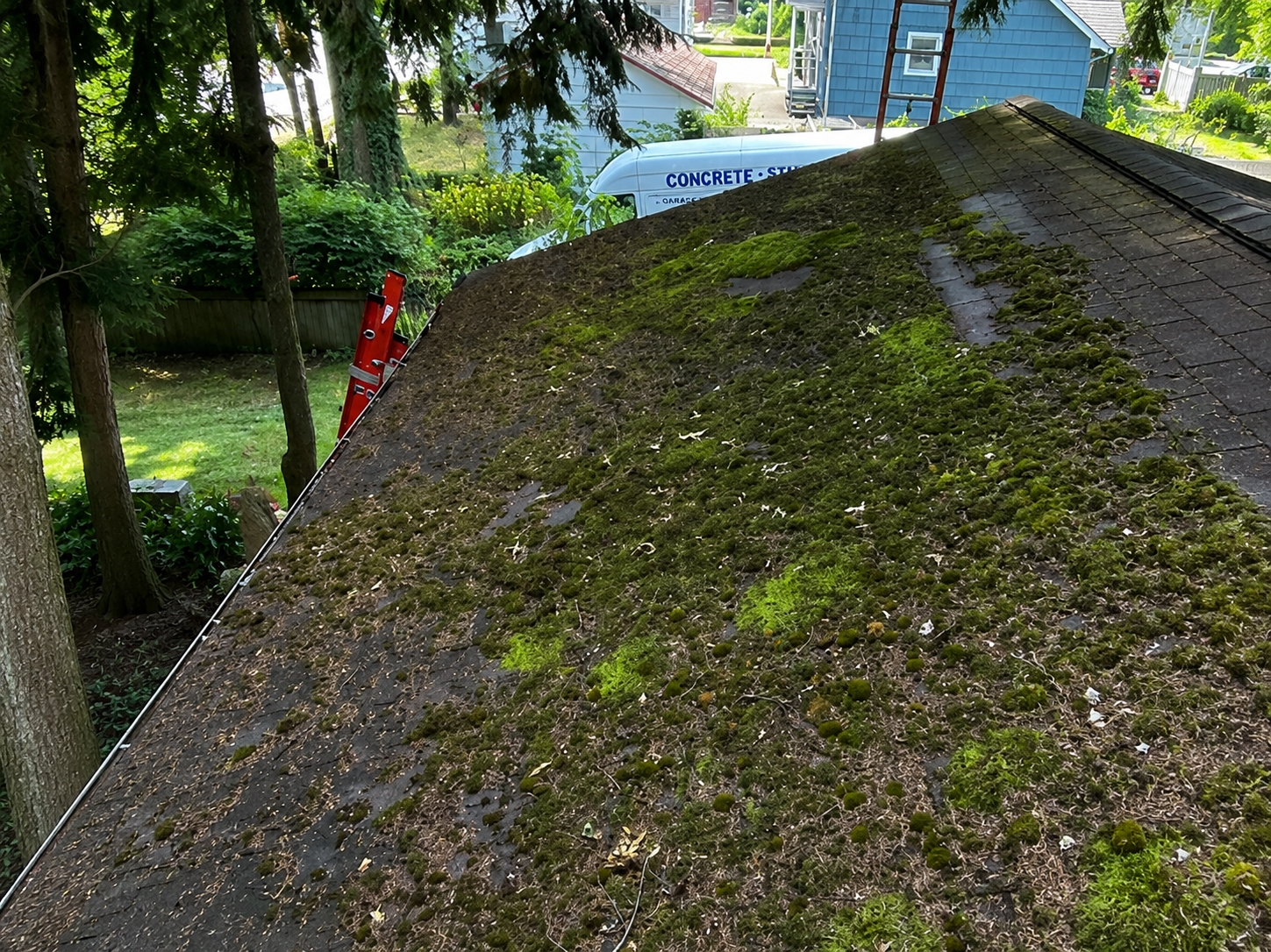 Moss-covered roof beside a backyard with trees and a blue shed