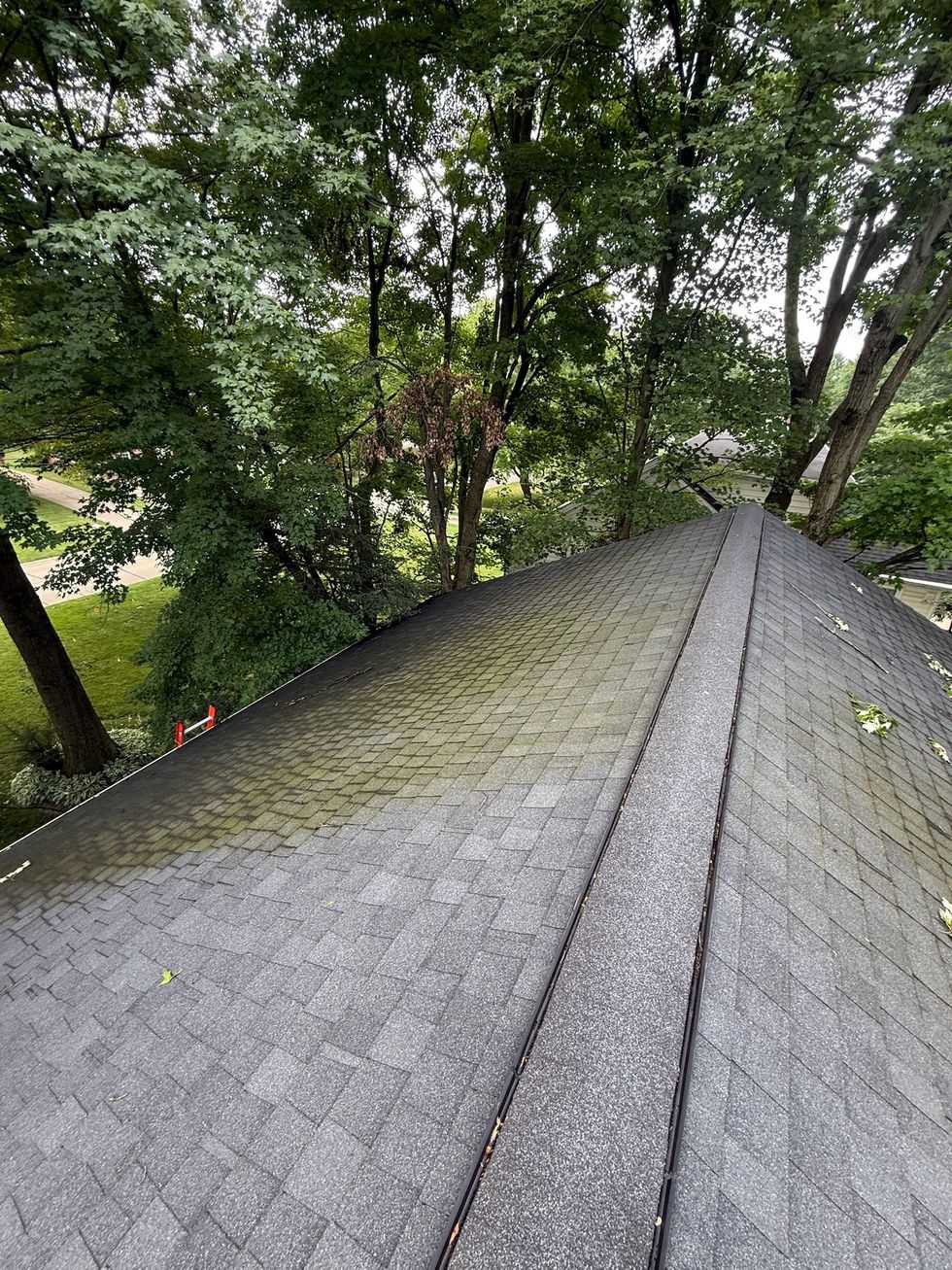 Moss-covered shingle roof beside dense green trees after rain