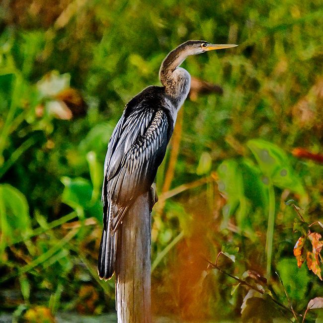 Photo of a heron standing in green marsh grass, long neck extended and wings folded