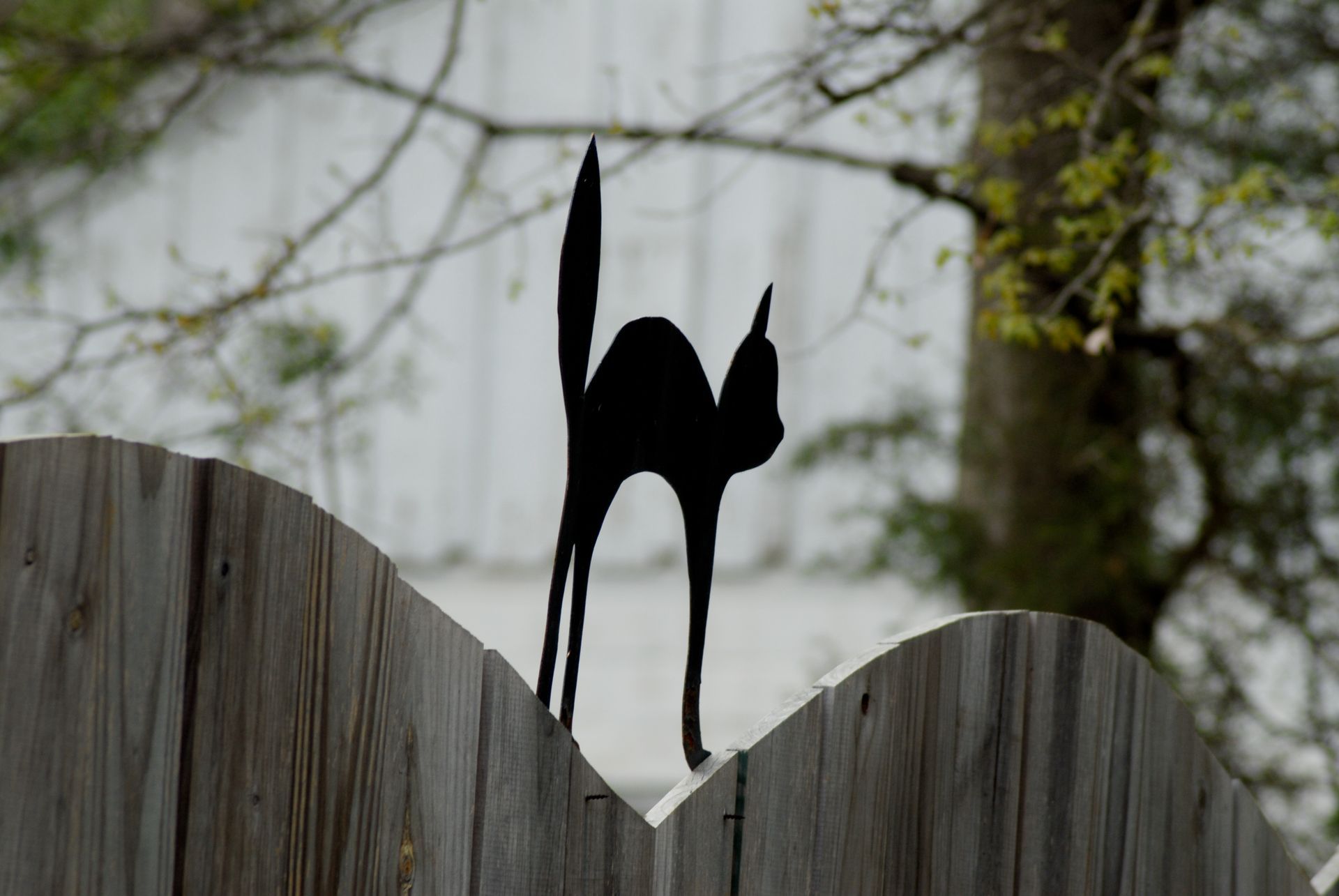 photo of cat on gate