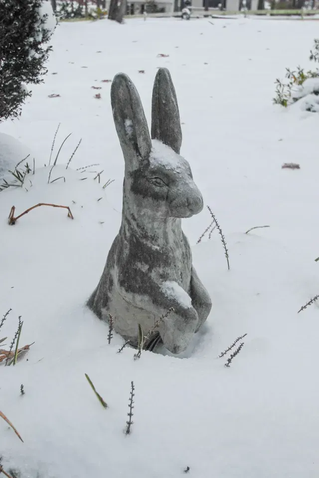 photo print of bunny