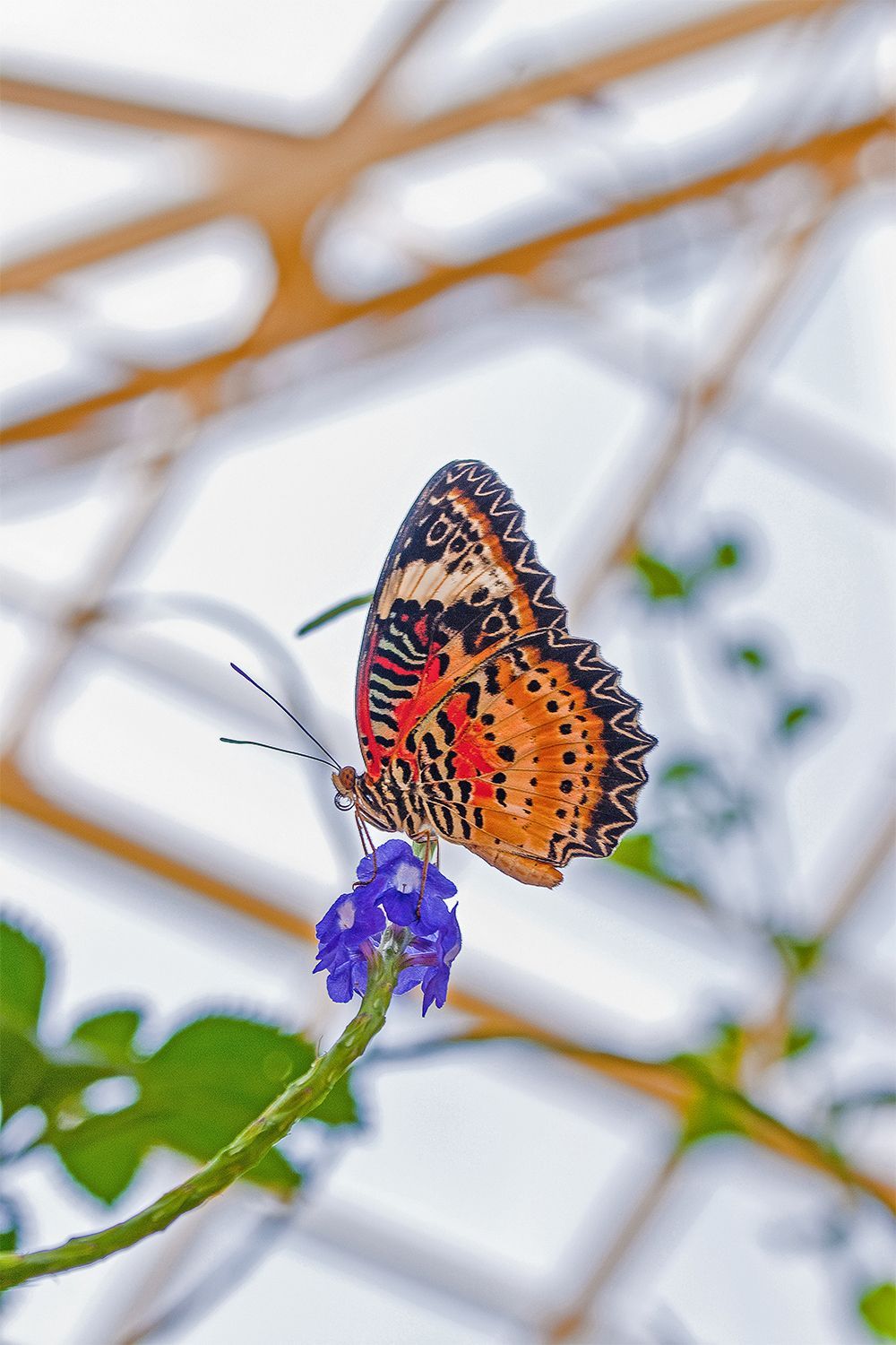 butterfly photo on a wall 