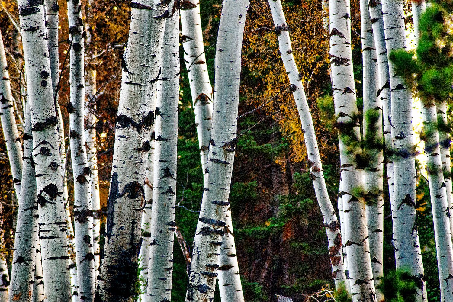 Photo print of white birch trunks with black markings in a forest.