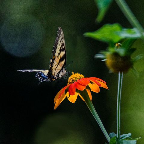 butterfly photo print
