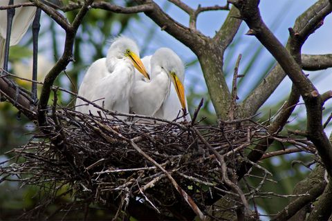 birds large photo canvas 