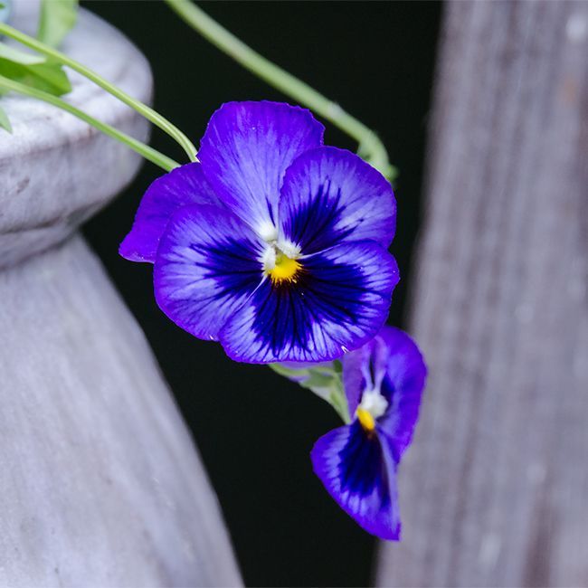 Purple pansies with yellow centers, against a light gray background.