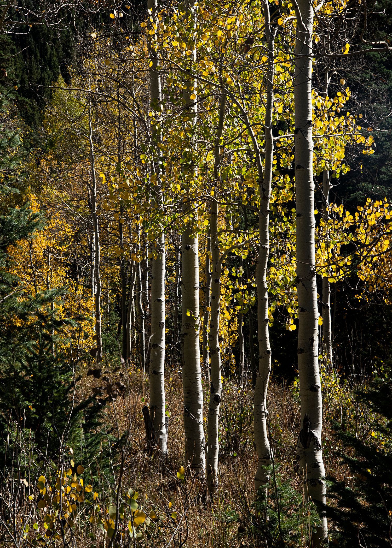 large canvas of forest photo print