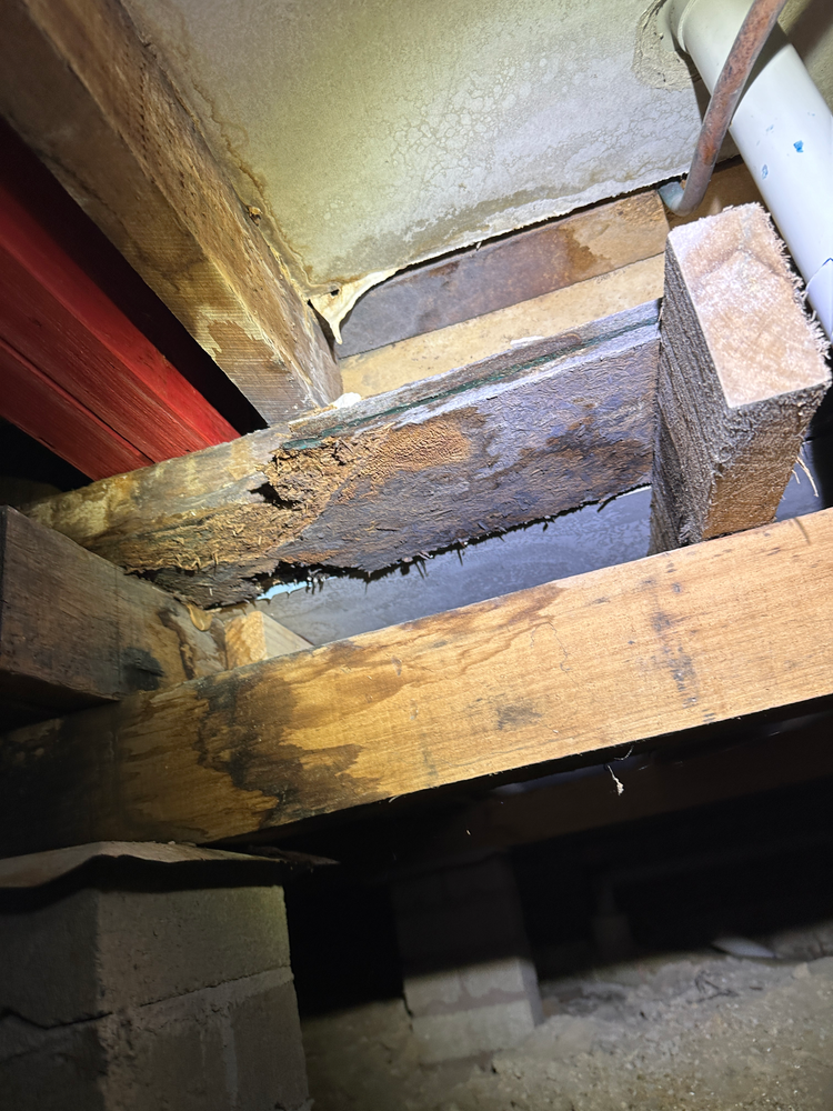 Water Damage — Pro Vision Property Inspections In Merewether, NSW
