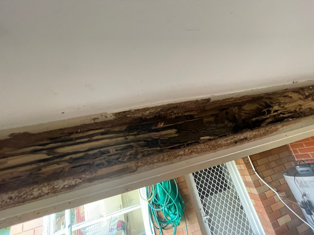 Pest Infestations — Pro Vision Property Inspections In Merewether, NSW