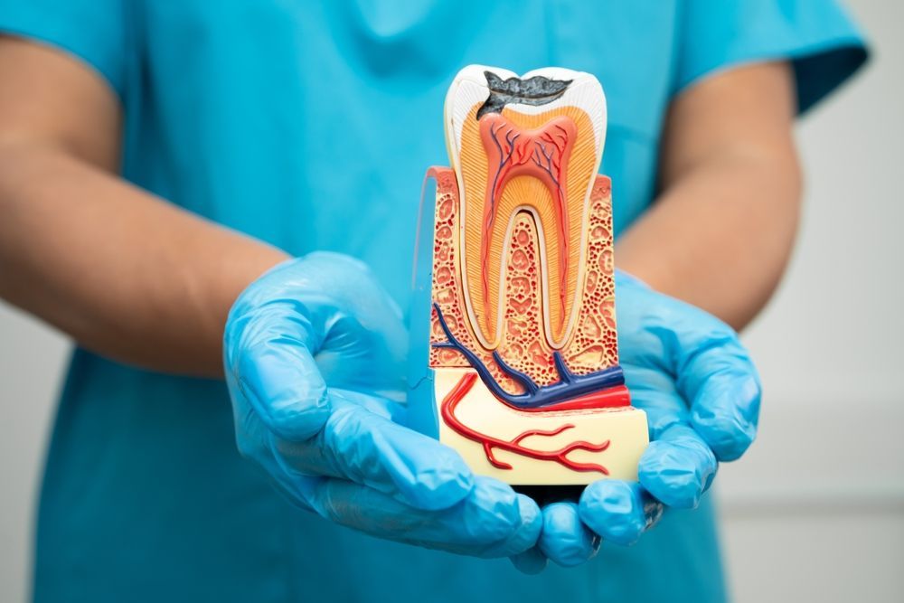 Dentist discussing a tooth model during an endodontic consultation