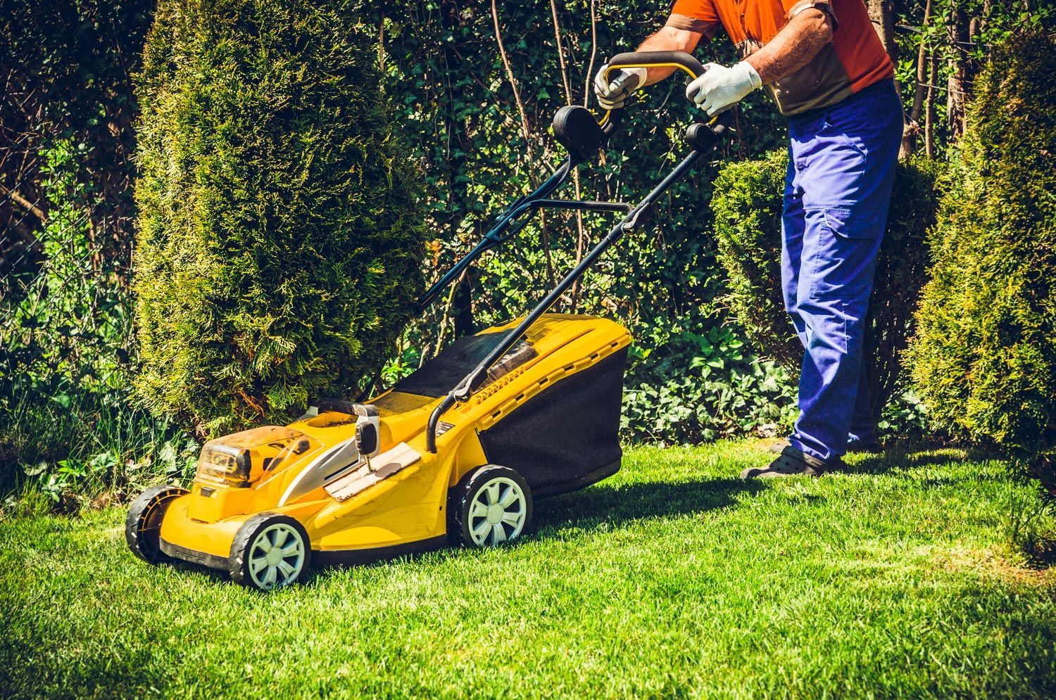 Person mowing a grassy lawn with a yellow push mower near a hedge