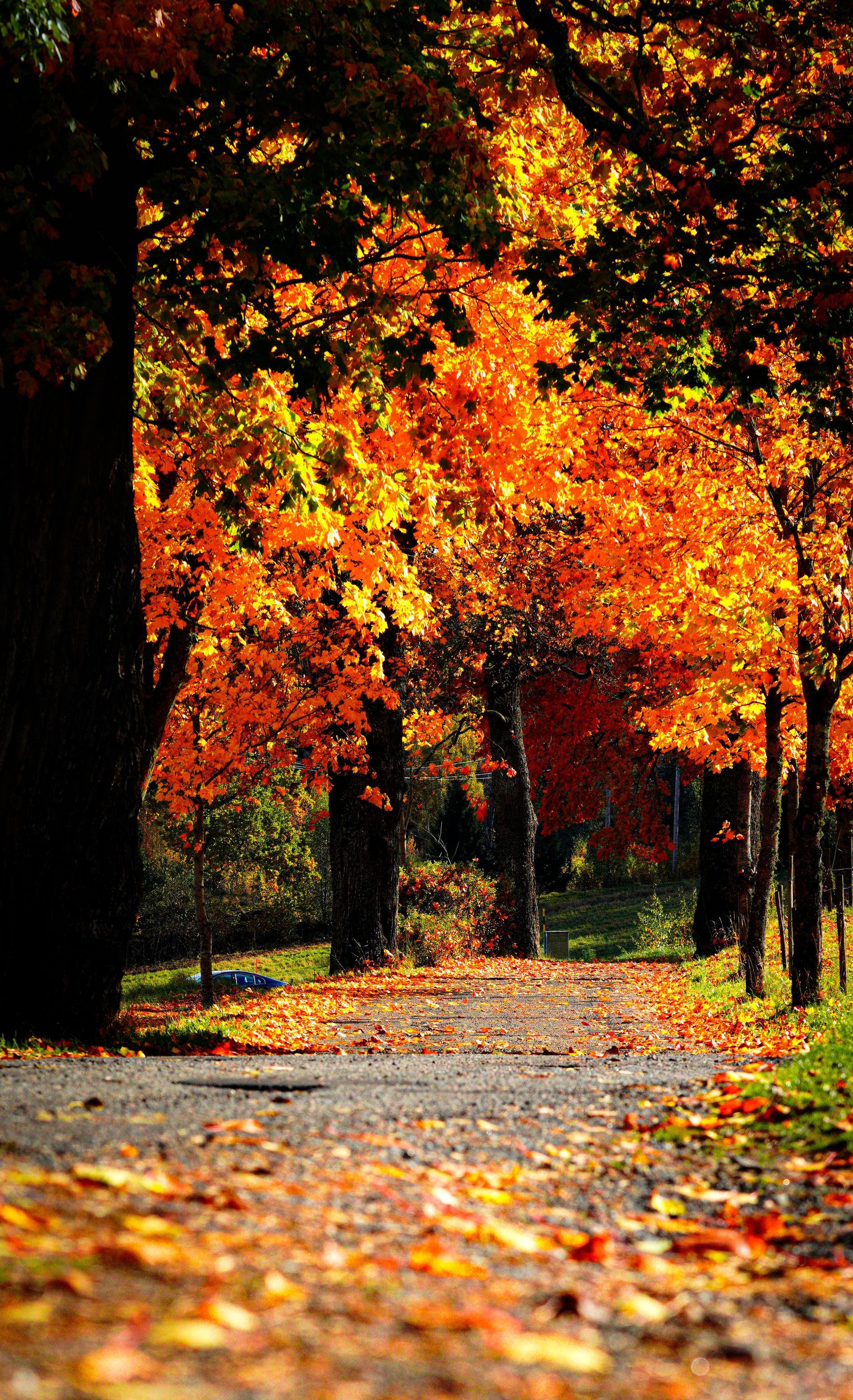 Autumn path lined with trees and bright orange leaves, with fallen leaves covering the ground