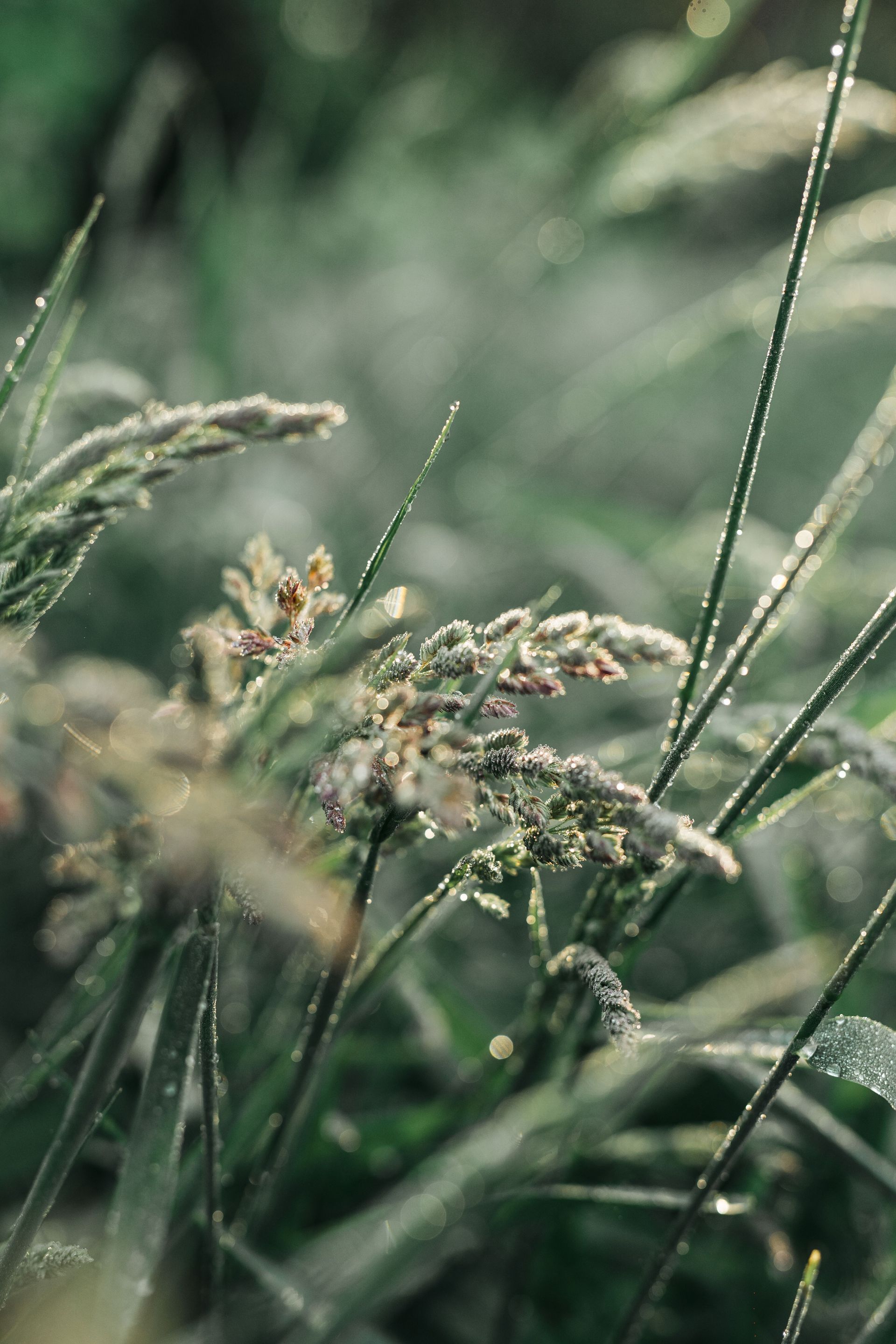 Close-up of dew-covered grass in morning light