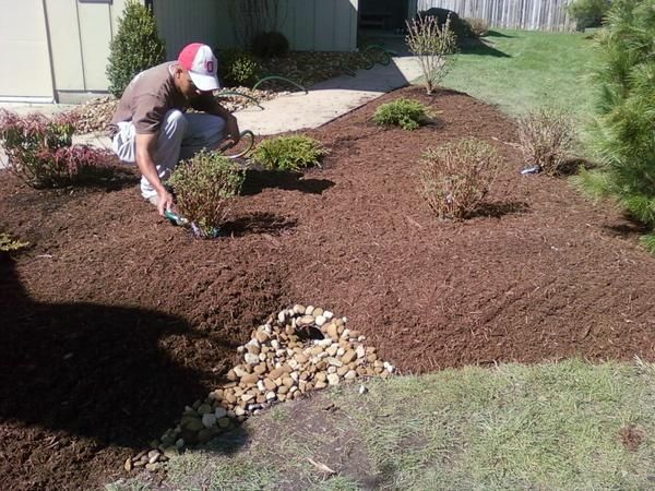 Man mulching a garden bed.