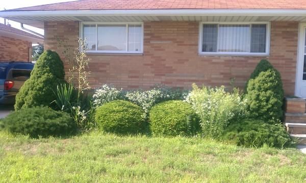 A brick house with green bushes and overgrown grass.
