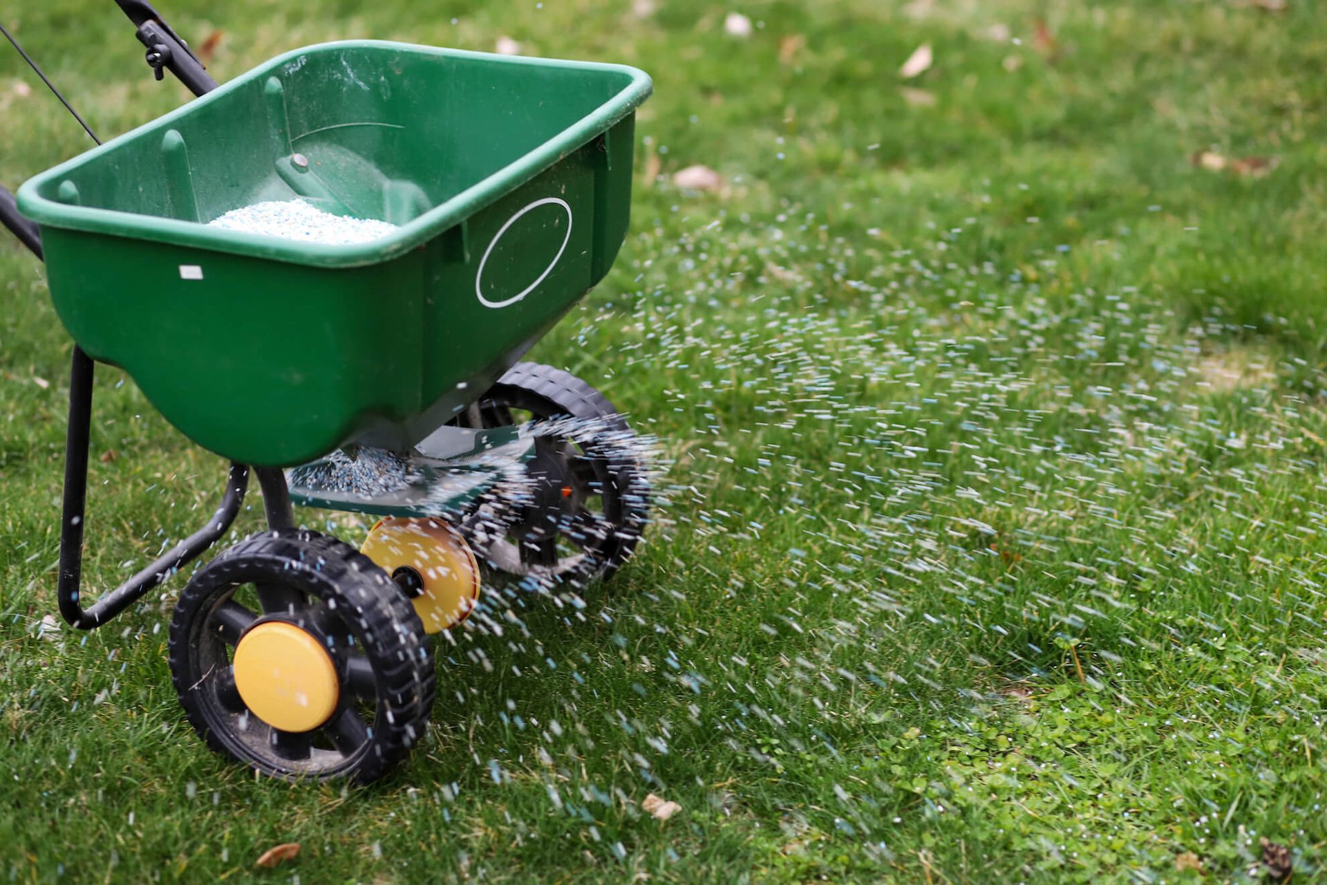 Green spreader dispensing white granular fertilizer on a green lawn.