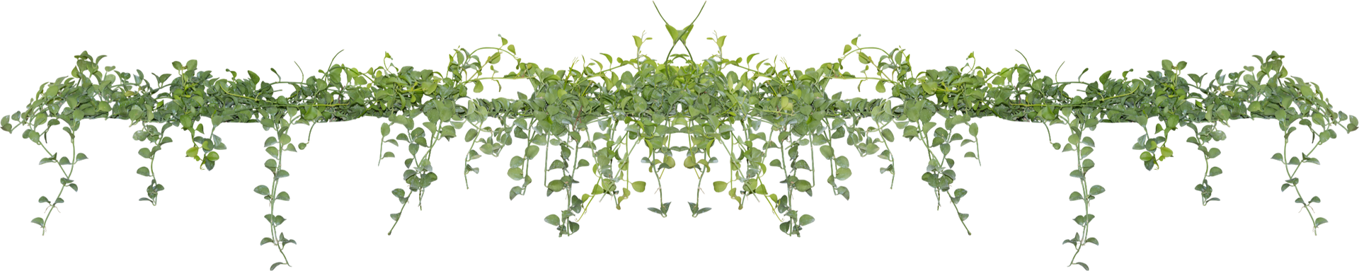 Green garland, symmetrical, against a white background.