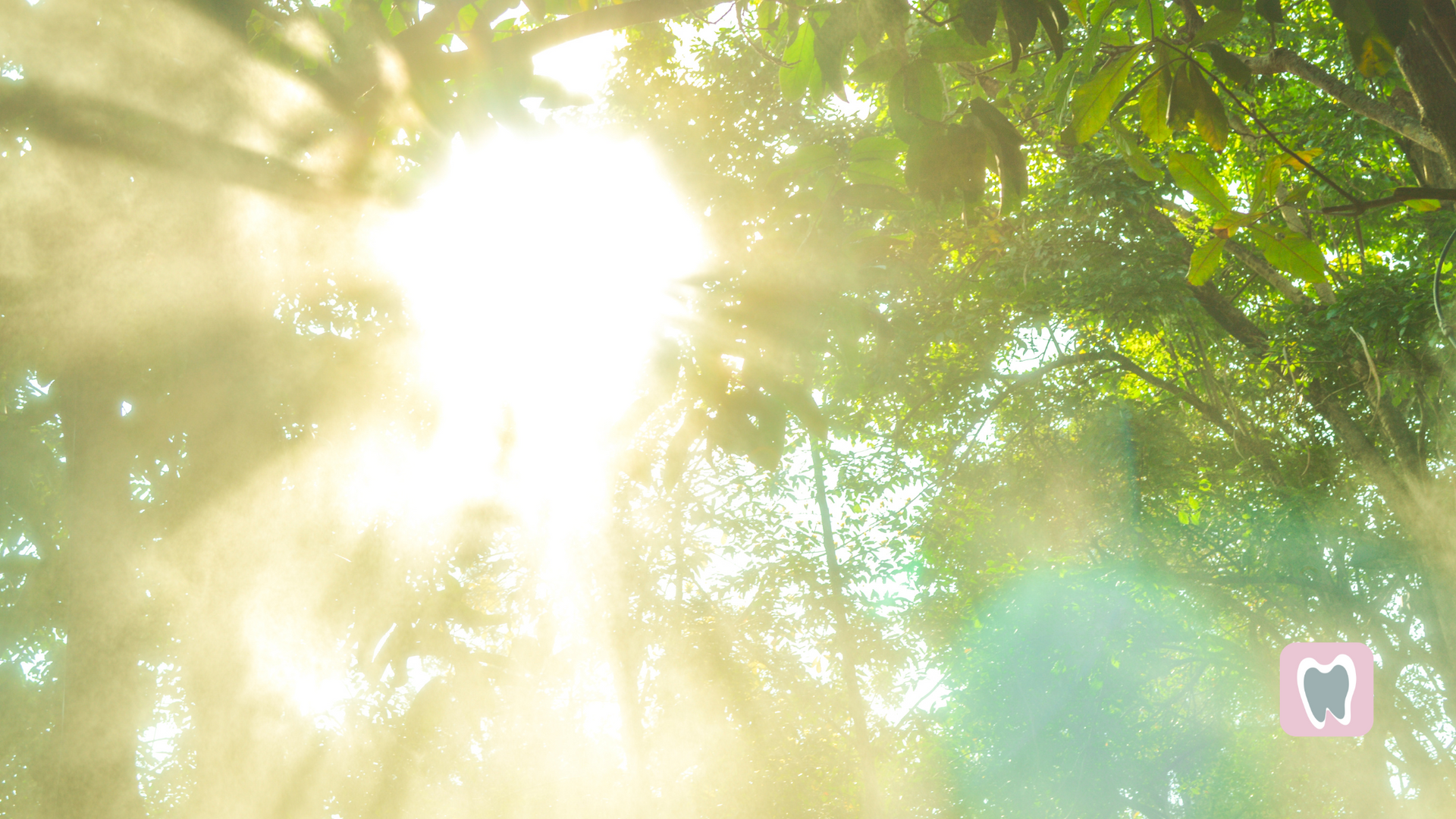 The sun is shining through the trees in the forest.
