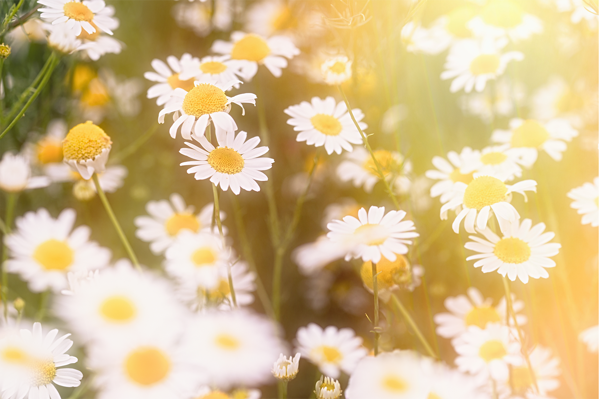 A field of daisies with the sun shining through them