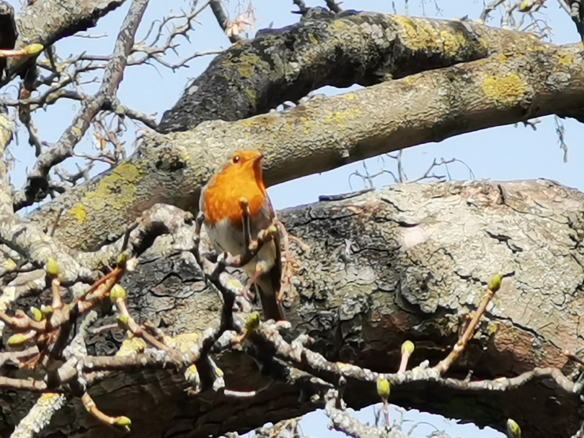 Robin