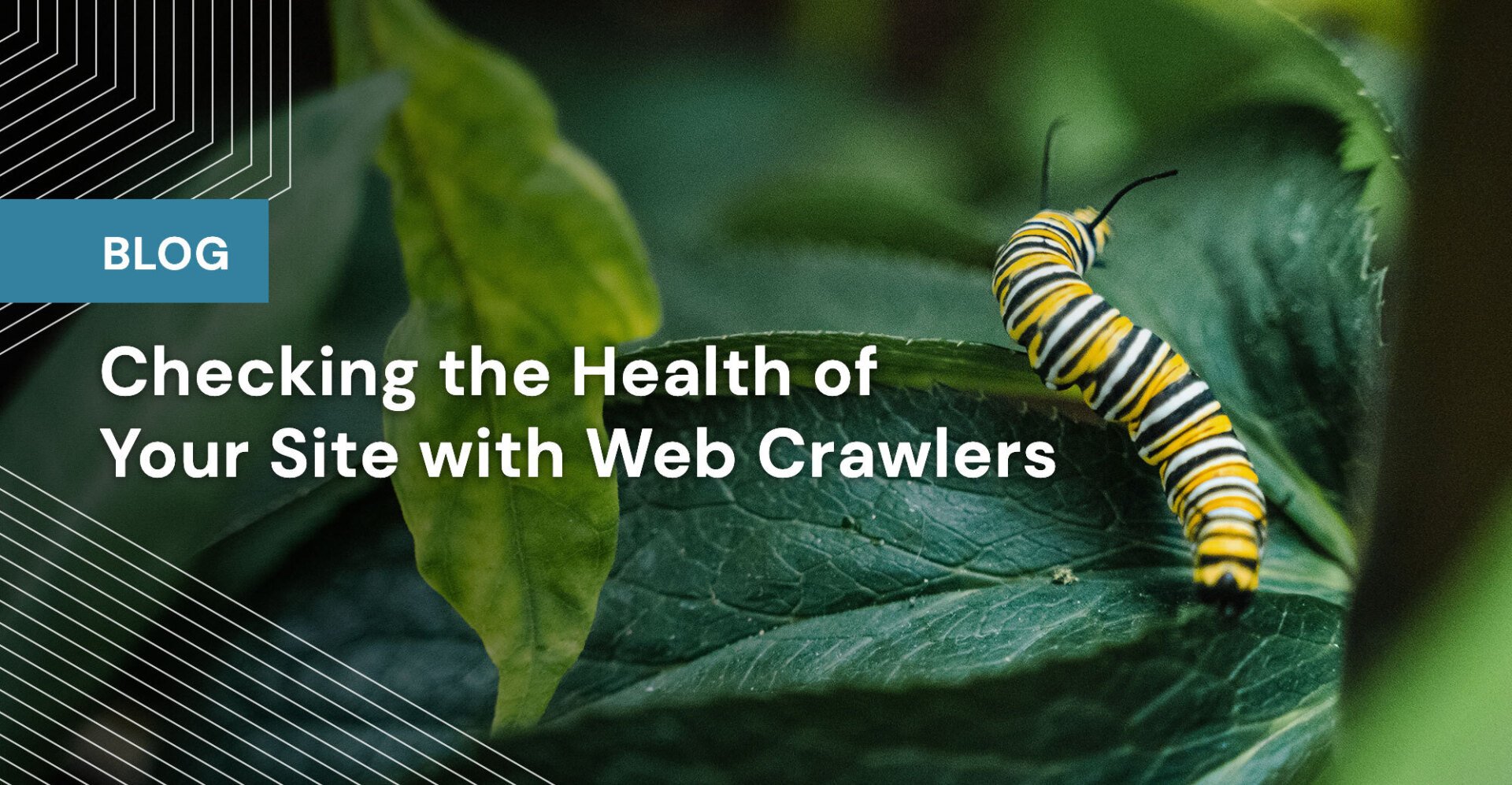 Checking the Health of Your Site with Web Crawlers(03)