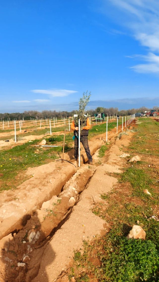 Giovane albero piantato in un filare di terra in un frutteto, sotto un cielo azzurro brillante, con tubi per l'irrigazione e pali di sostegno.