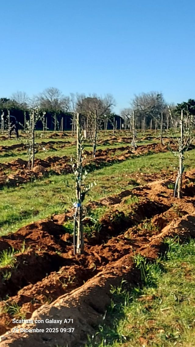 Giovani piantine piantate in file ordinate su un frutteto o vigneto soleggiato su una collina.