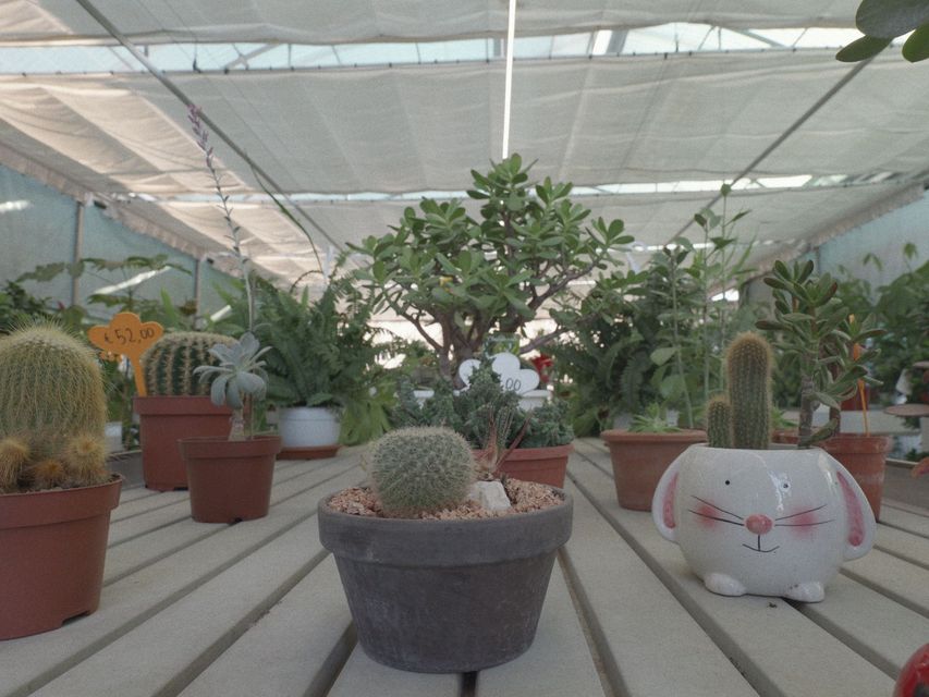 Cactus e piante grasse in vaso in una serra sotto un tetto ombreggiato