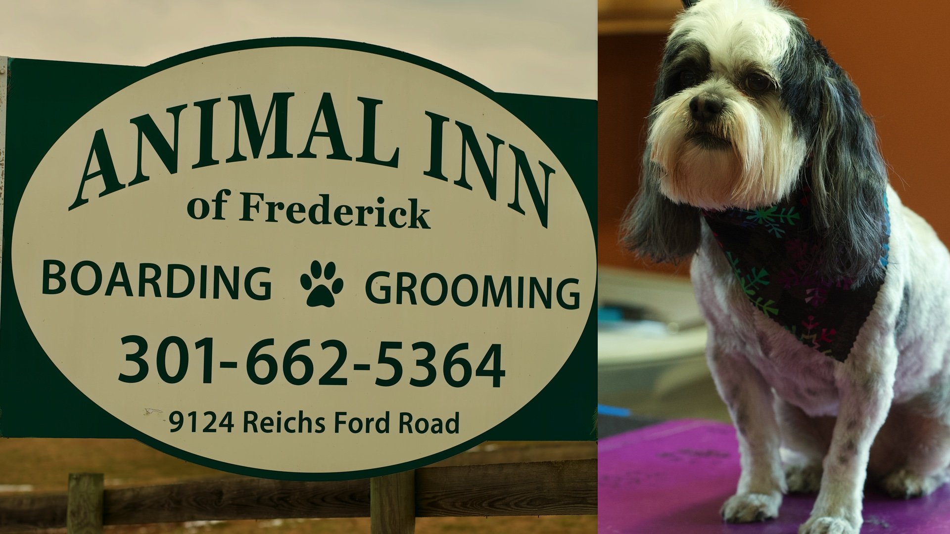 Animal Inn of Frederick