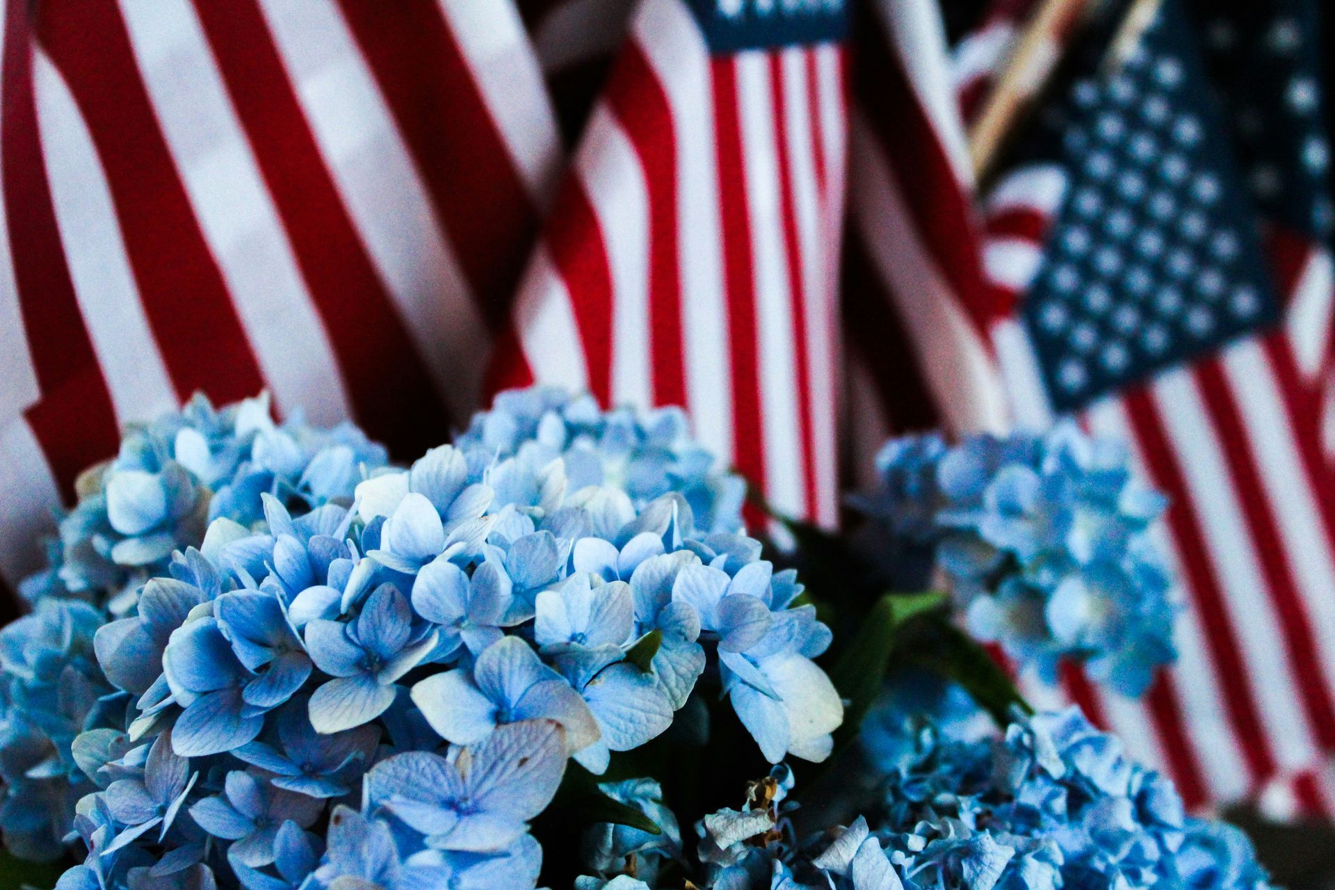 Bravely Rooted ~ Celebrate the Colors of Strength, Unity & Pride ~ Every Day of the Year