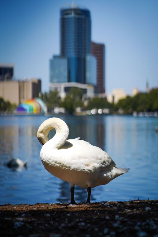 Swan at Lake Eola with the downtown Orlando skyline