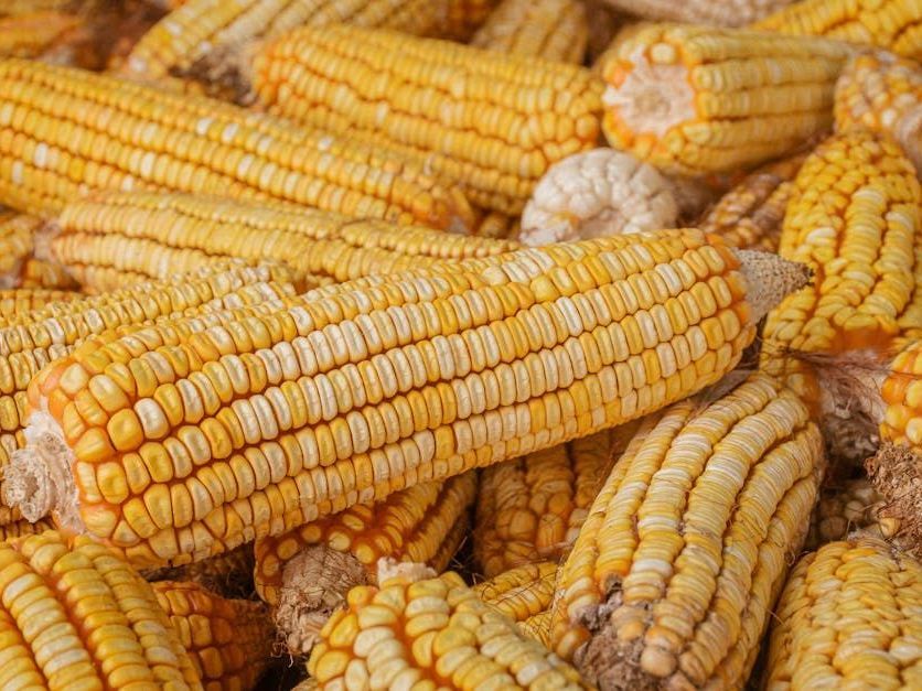 A pile of corn on the cob is sitting on top of each other.