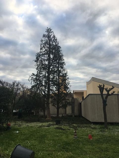 Alberi alti in un cortile erboso, cielo nuvoloso e un edificio sullo sfondo.