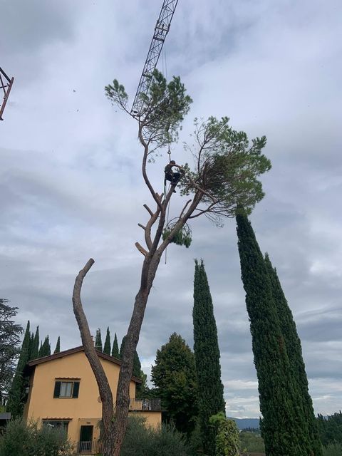 Un arboricoltore sta potando un albero alto vicino a una casa sotto un cielo coperto.