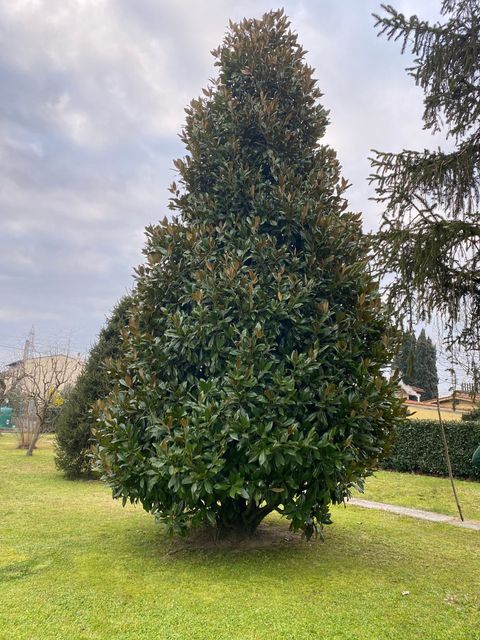 Albero alto e sempreverde con foglie verde scuro in un cortile erboso sotto un cielo nuvoloso.