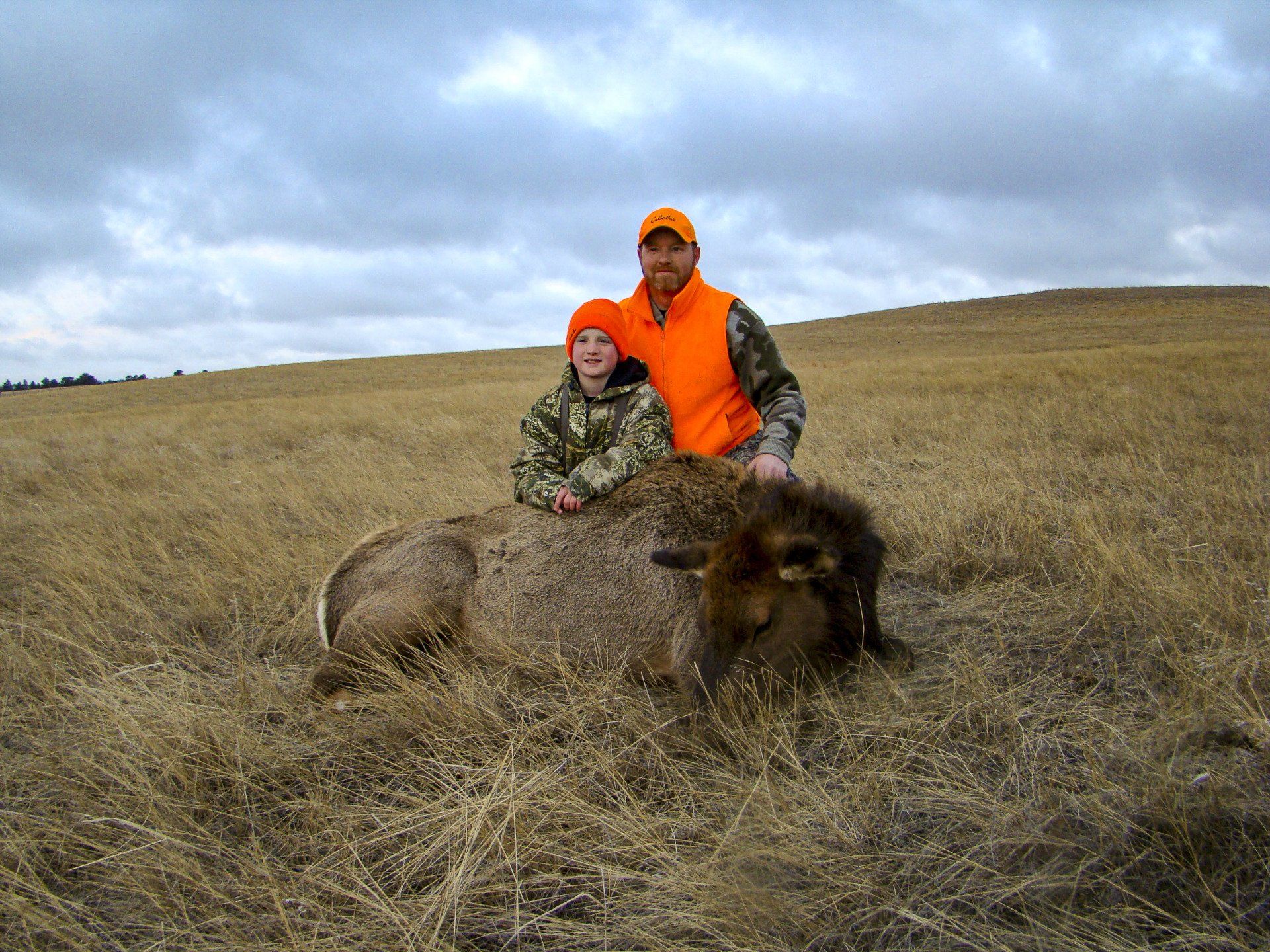 Cow Elk Image
