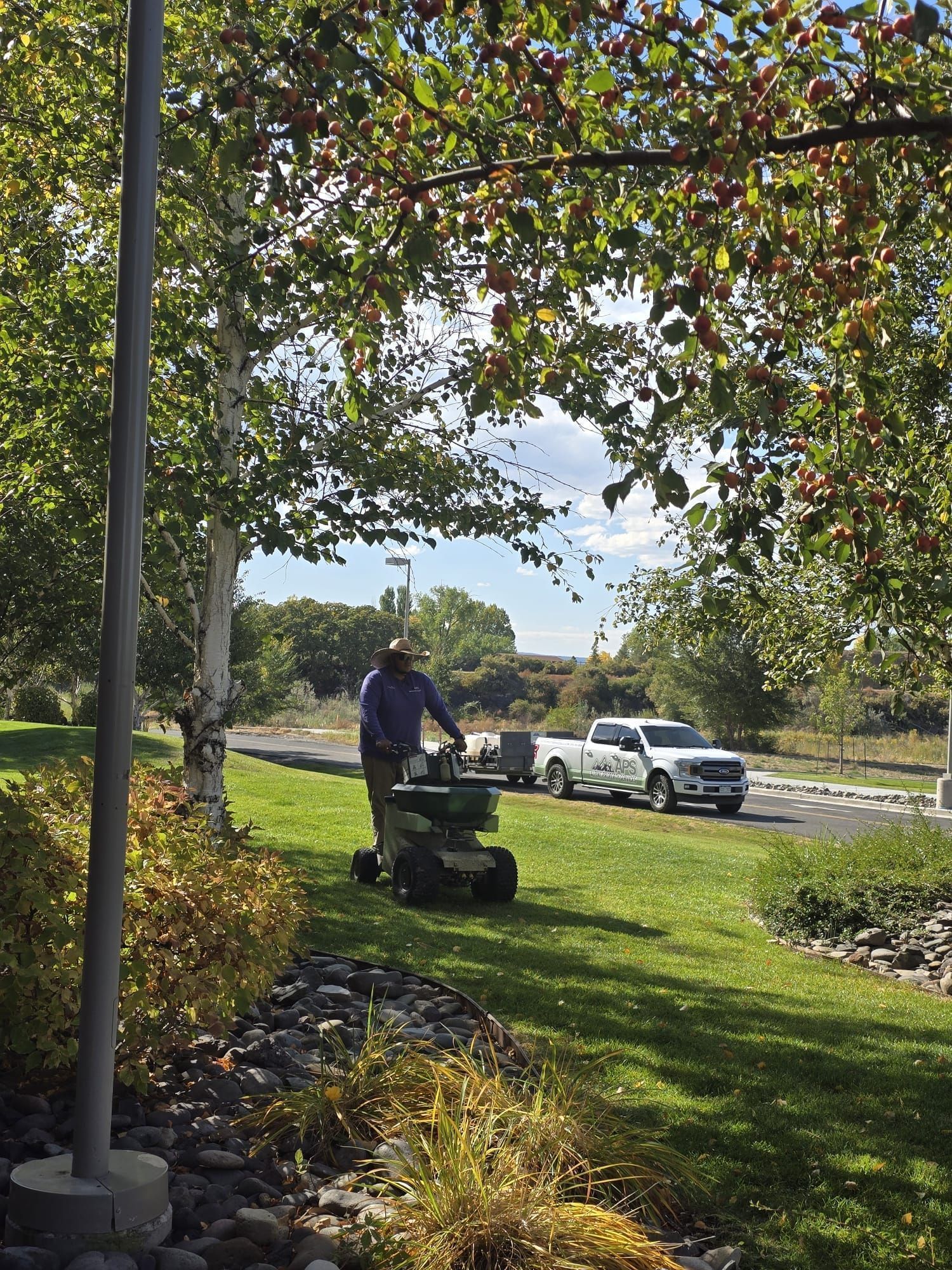 Man operating spreader on grass, truck parked nearby, under trees with red berries. Sunny day.