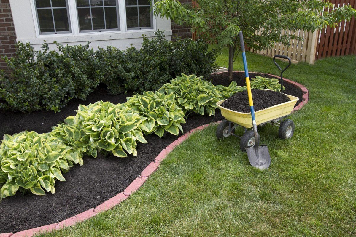 A person mulching a landscaped bed with a wheelbarrow full of mulch, near a brick house.