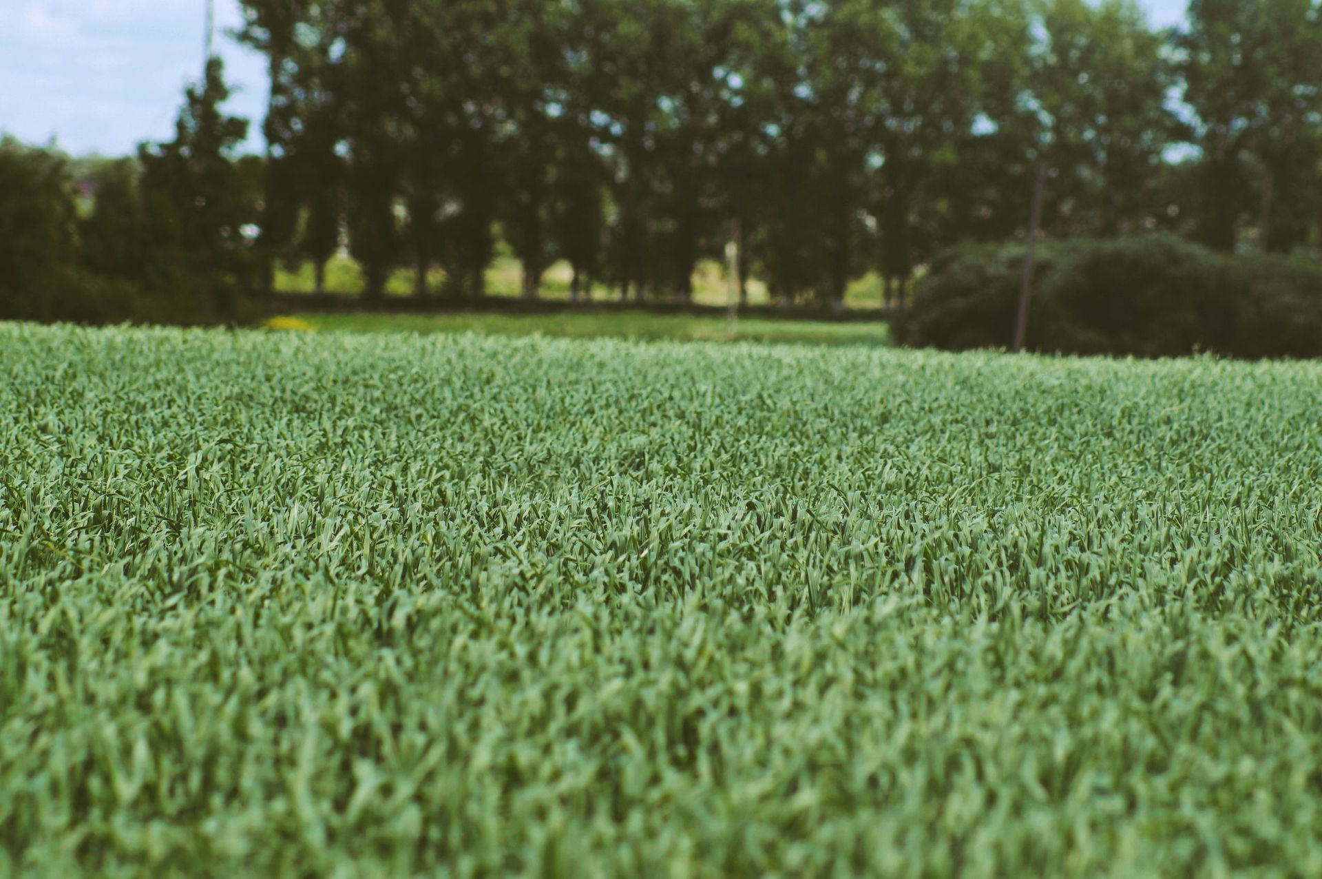 Green grass field with trees in the background under a hazy sky