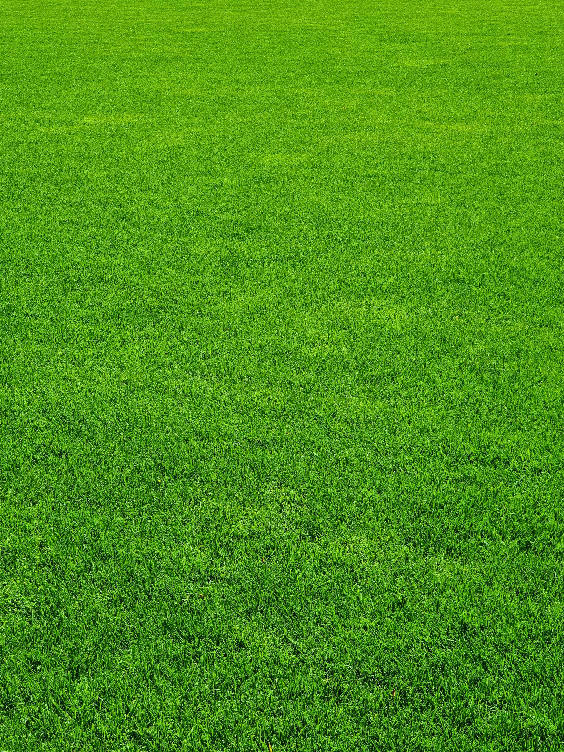 Close-up of bright green grass covering the entire frame