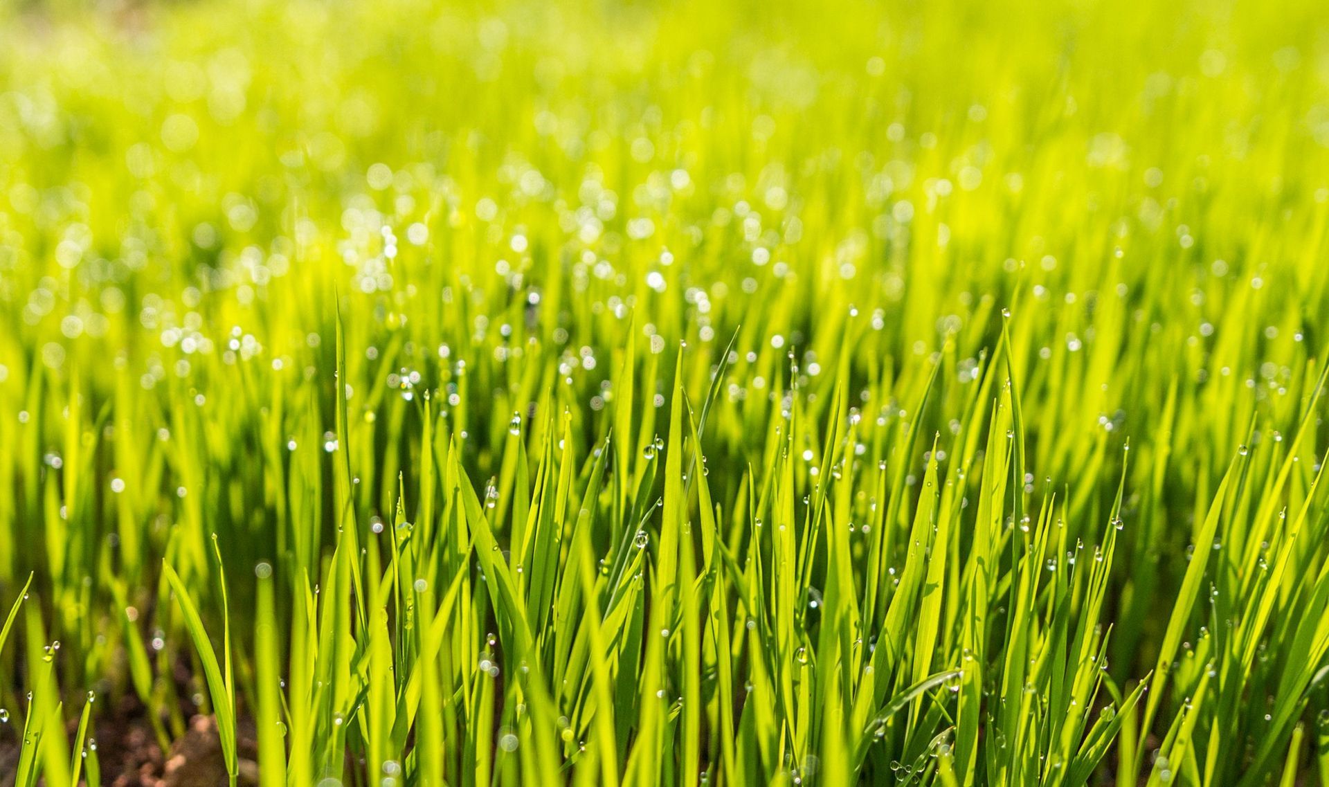 Close-up of bright green grass blades in sunlight, with a softly blurred background.