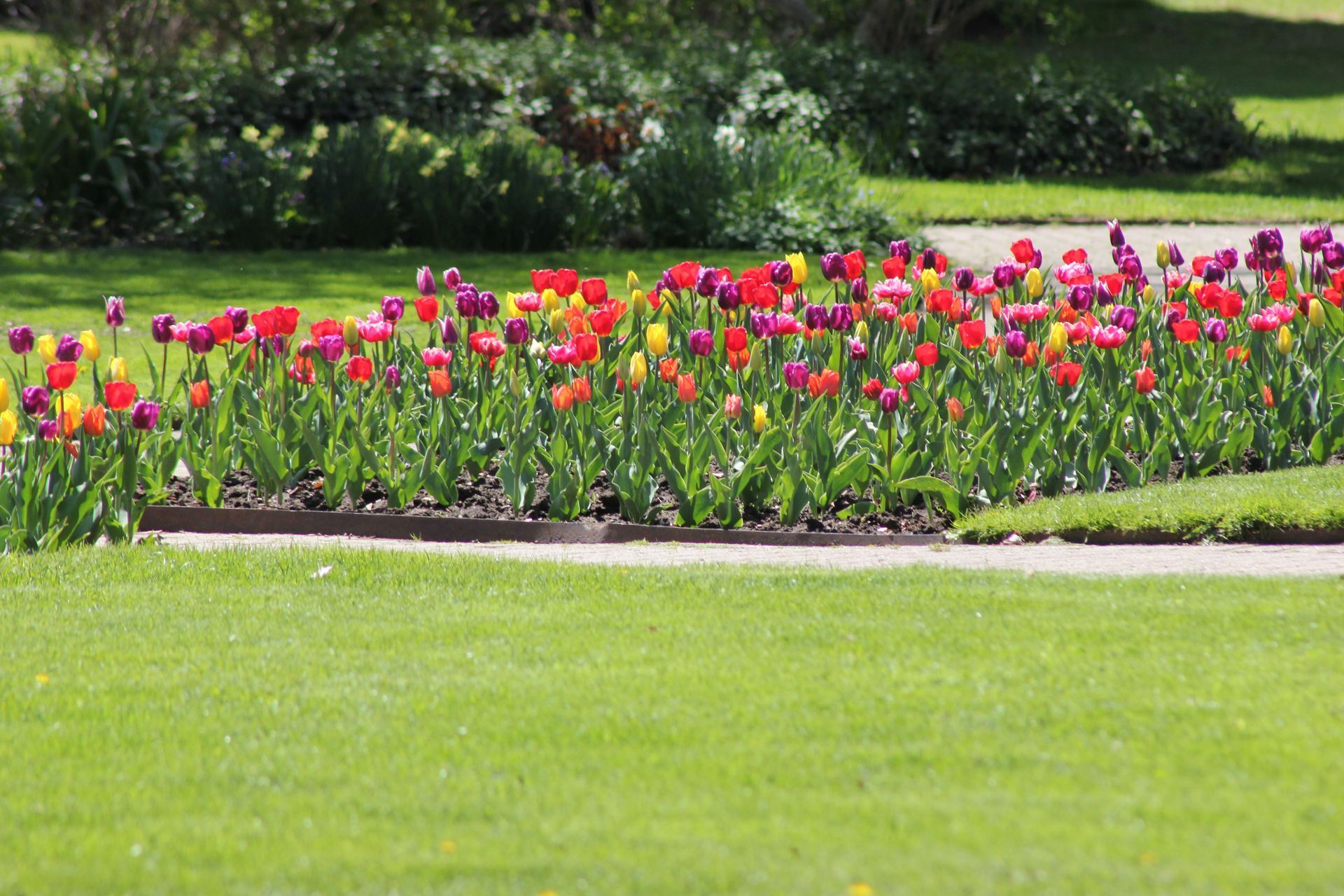 Colorful tulips blooming along a garden border beside a green lawn